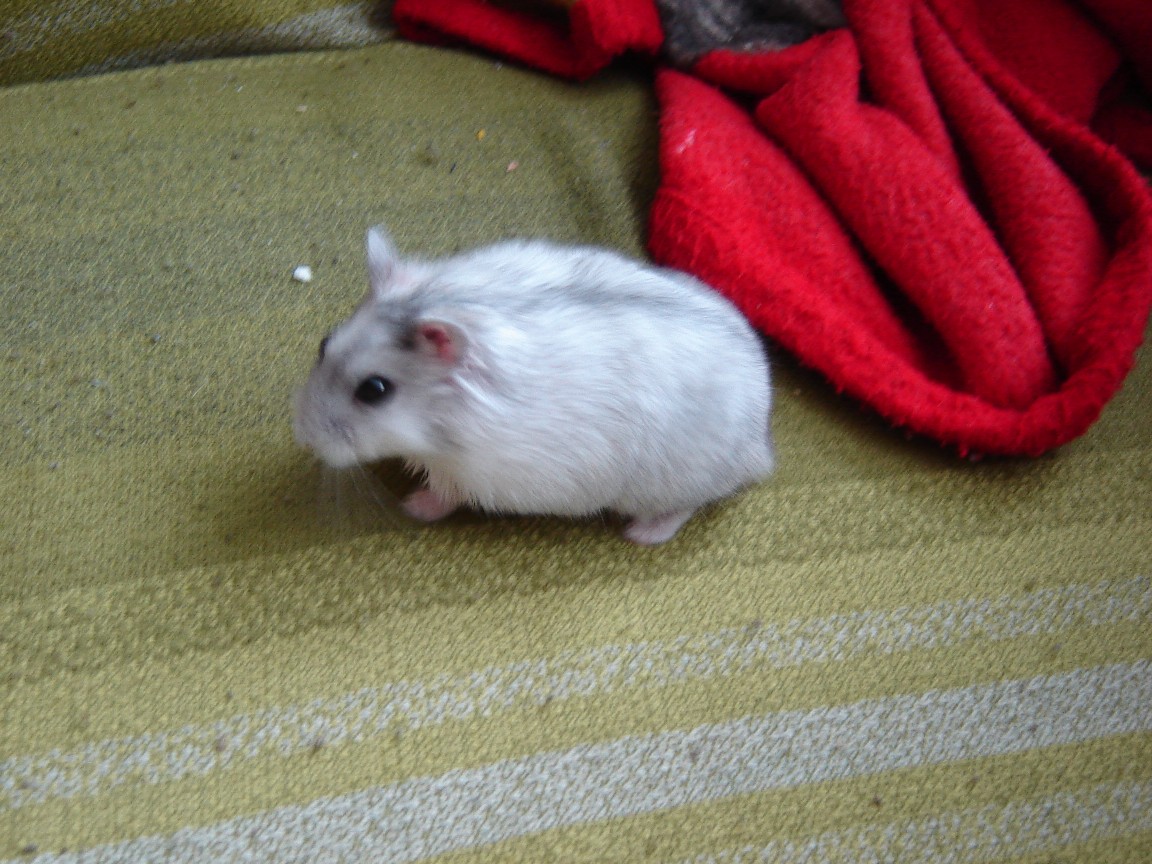 DSC09759.JPGzmen.jpg