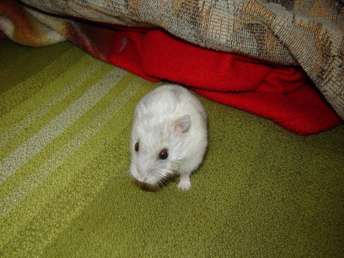 DSC09766.JPGzmen.jpg