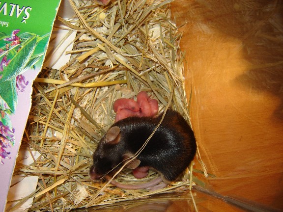 DSC09955.JPGzmen.jpg